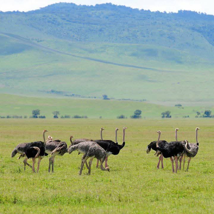Ostrich Birding View