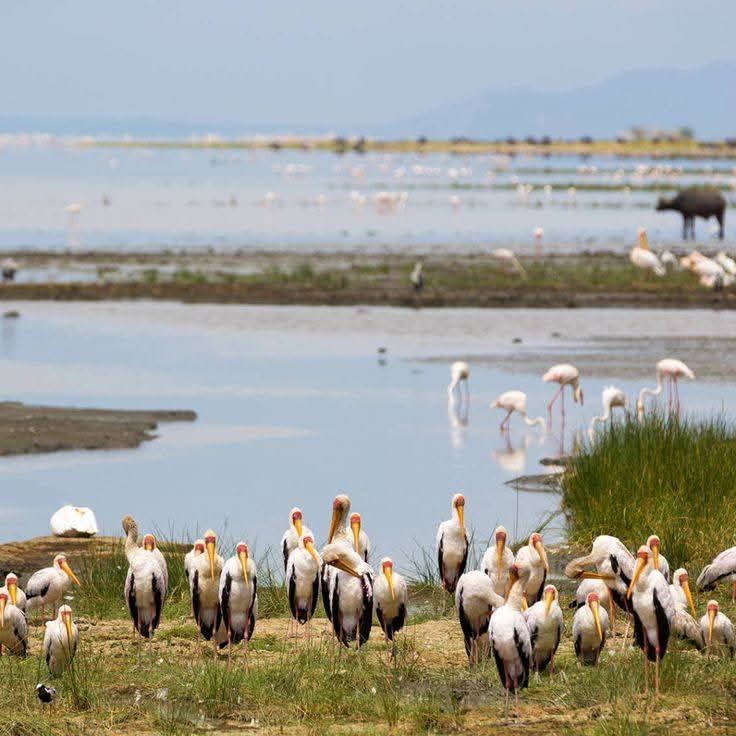 Pelicans Lake Manyara National Park Tanzania