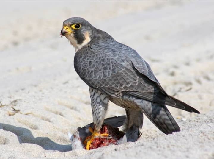 Peregrine Falcon Birding View