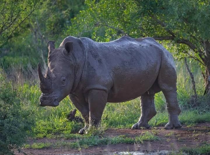 Rhino Safaris Uganda Safaris