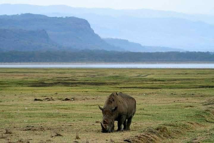 Rhino Safaris Uganda