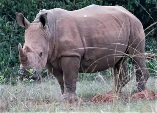 Rhino