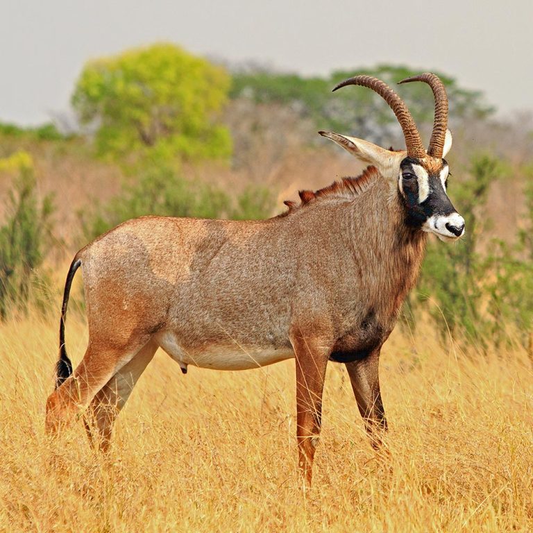 Roan Antelope Wildlife Safaris Kenya