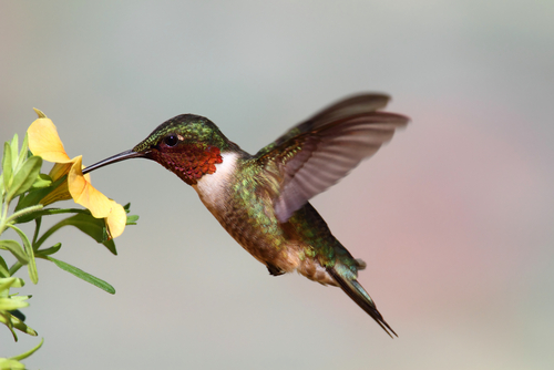 Ruby Throated Birding Safaris