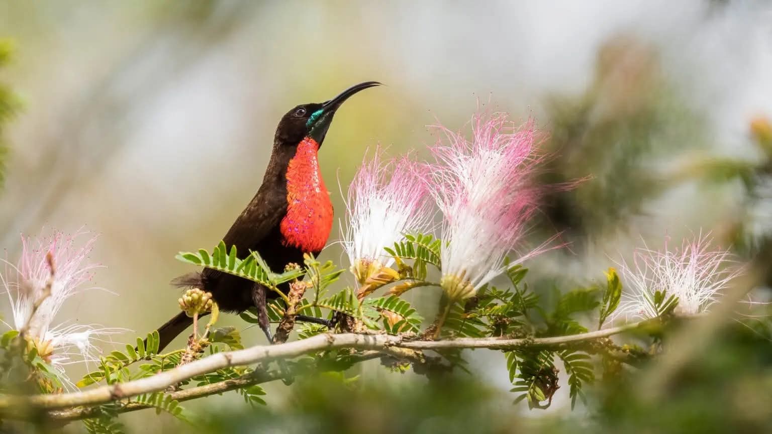 Scarlet Chested Sunbird Wild Life