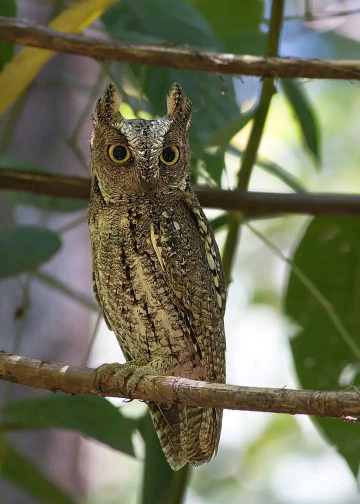Scoop Owl Bird Viewing