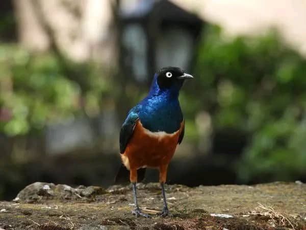 Super Starling Kenya