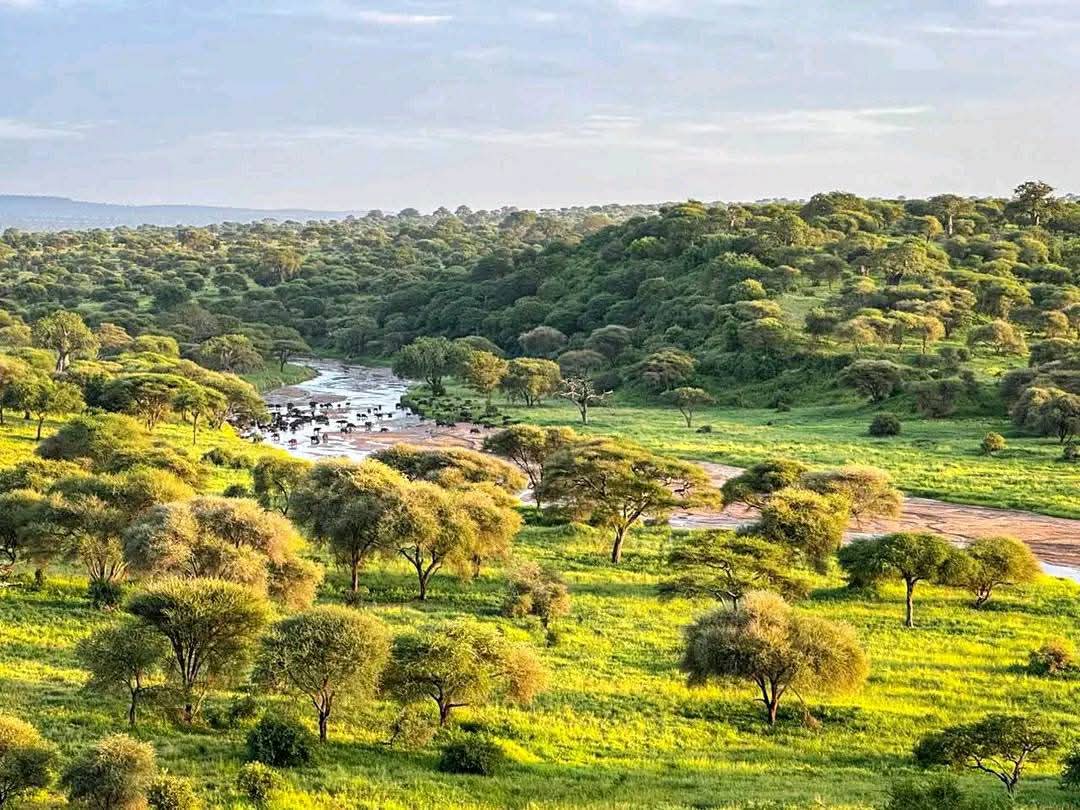 Tarangire National Park Wildlife Safaris