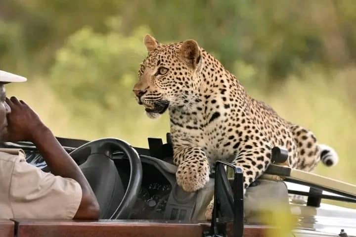 Tour Guide Wildlife Safaris