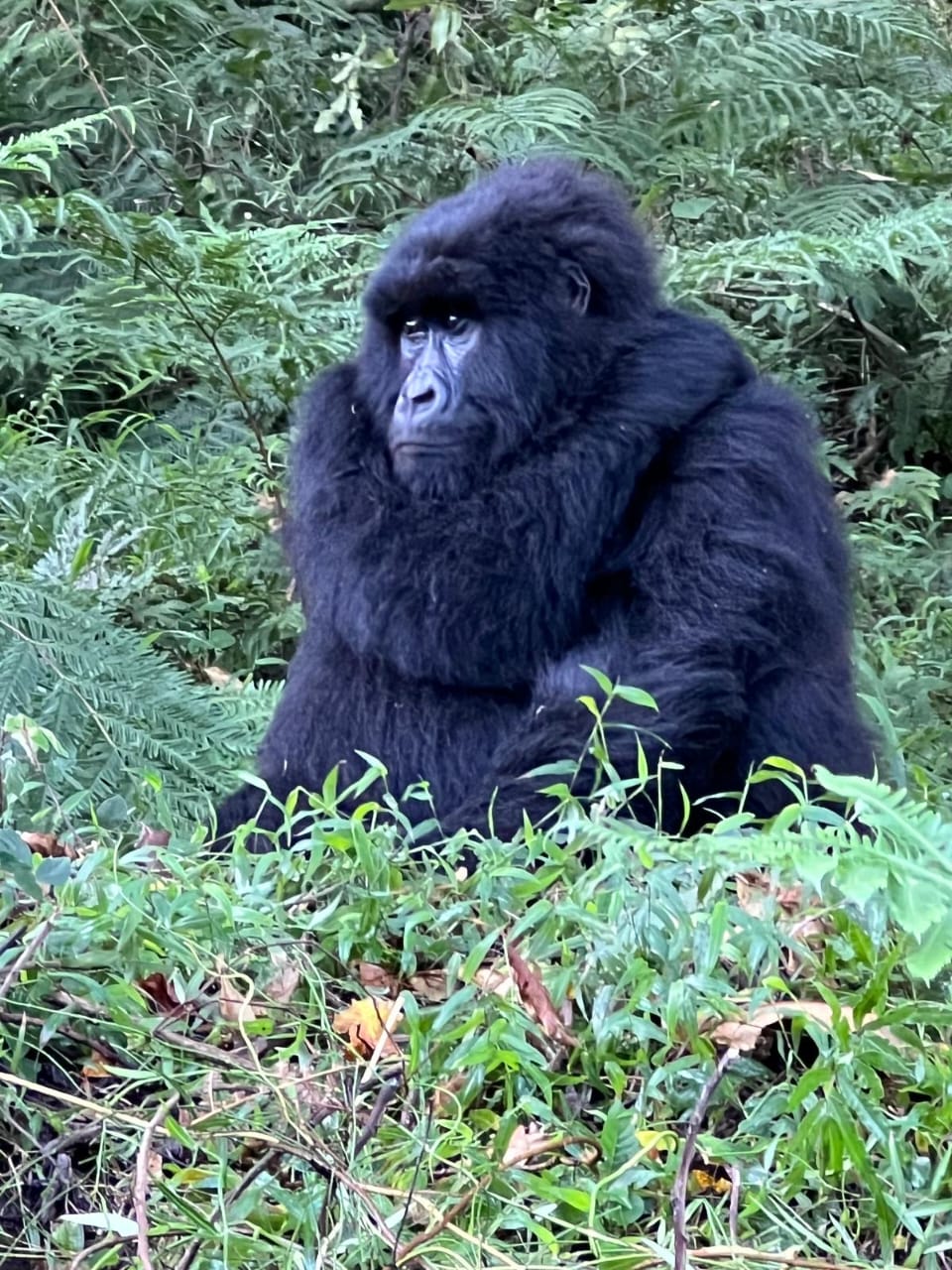 Uganda Gorilla Trekking Tour
