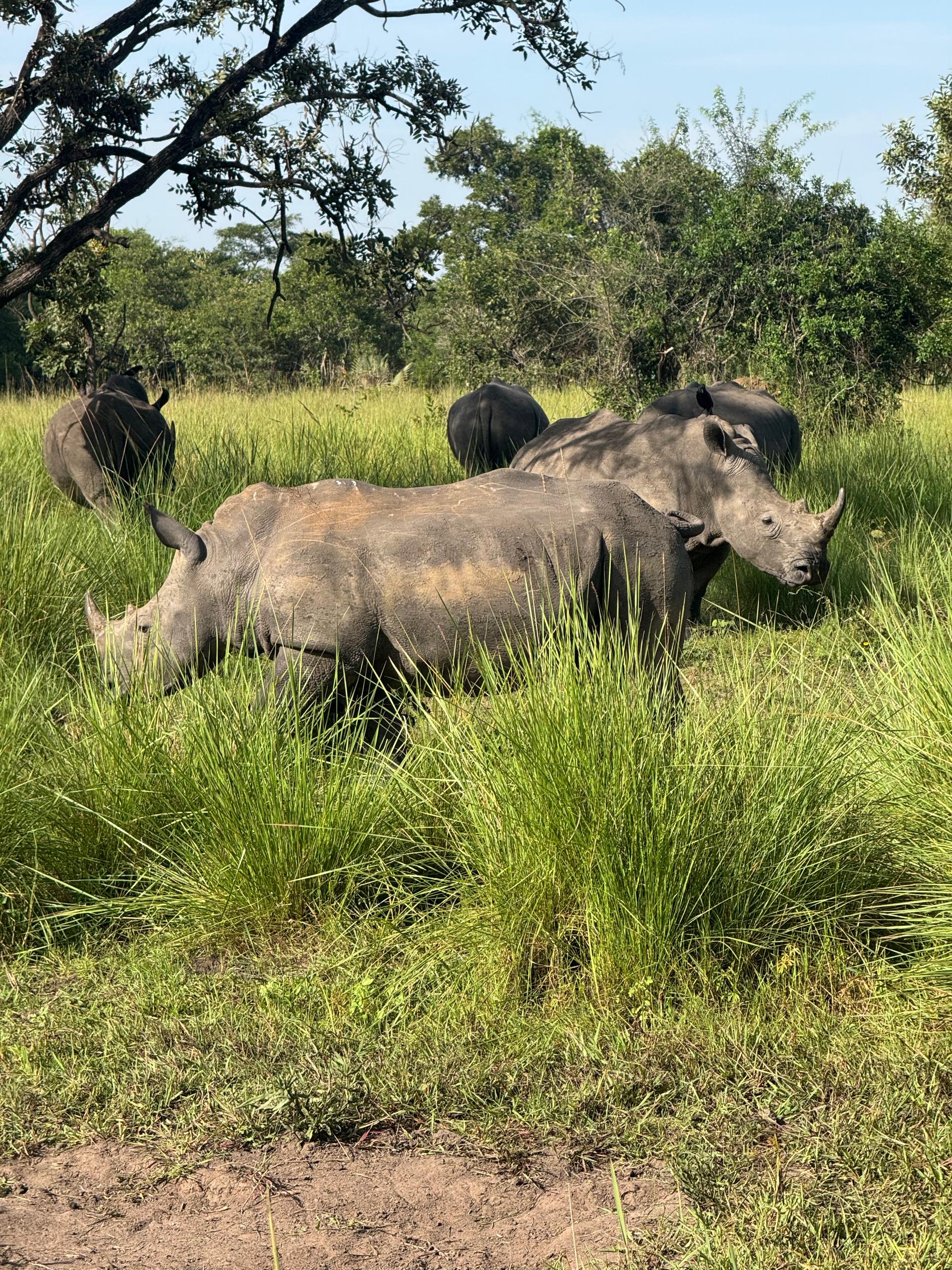 White Rhinoceroses Wildlife Safaris