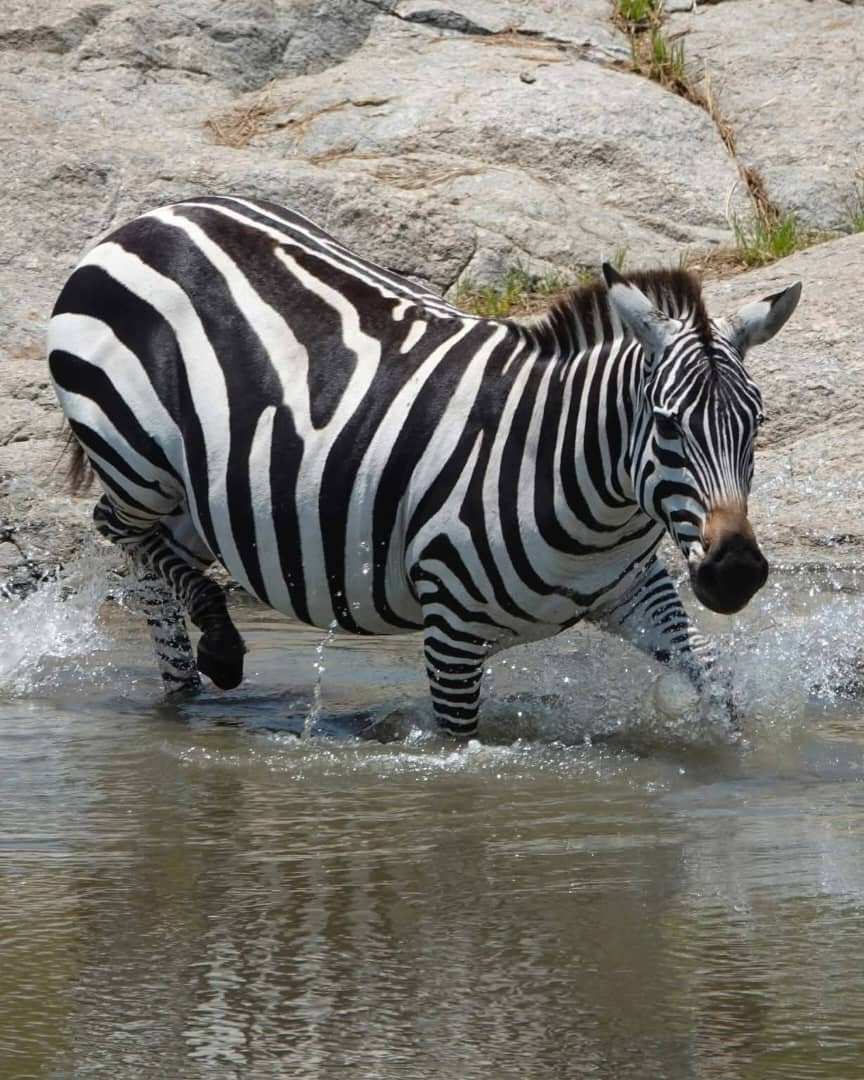 Zebra Wildlife Safaris